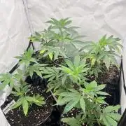 Clones- Friezas Laser #66,GlitterBomb,WW