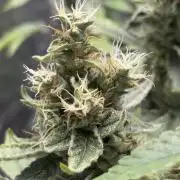Clones- Friezas Laser #66,GlitterBomb,WW