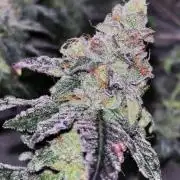 Freizas Laser #66 Harvest Report
