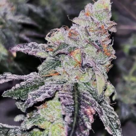 Freizas Laser #66 Harvest Report