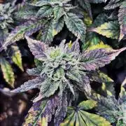 Clones- Friezas Laser #66,GlitterBomb,WW