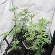 Clones- Friezas Laser #66,GlitterBomb,WW