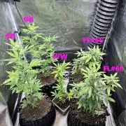 Clones- Friezas Laser #66,GlitterBomb,WW