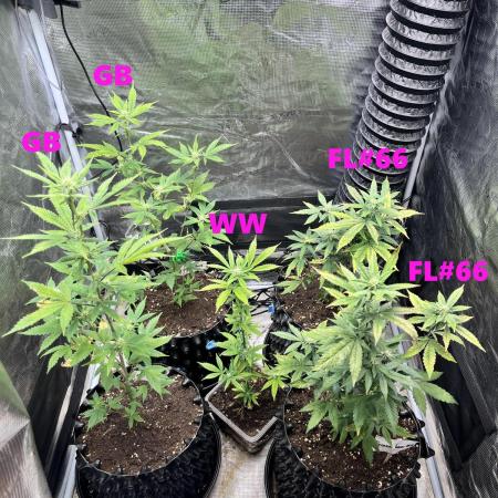 Clones- Friezas Laser #66,GlitterBomb,WW