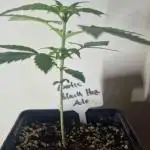 Exotic Seeds - Black Haze (Auto)