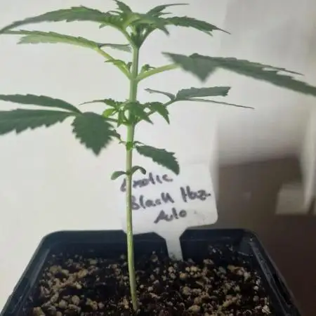 Exotic Seeds - Black Haze (Auto)