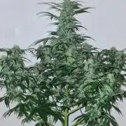 3Gorillas-SuperStrains-DutchFem-BSFSeeds