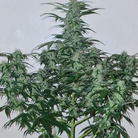 3Gorillas-SuperStrains-DutchFem-BSFSeeds