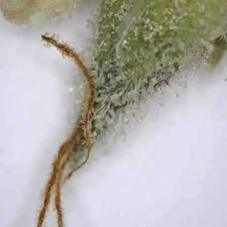 Ripper Seeds - Korenji