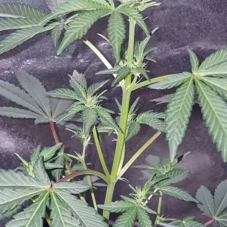 Ripper Seeds - Korenji