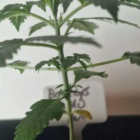 Barneys Farm - GMO Auto