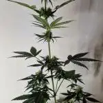 Exotic Seeds - Black Haze (Auto)