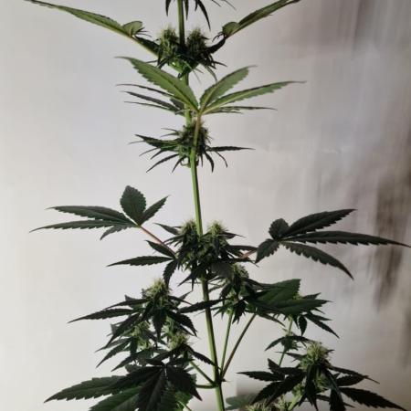 Exotic Seeds - Black Haze (Auto)