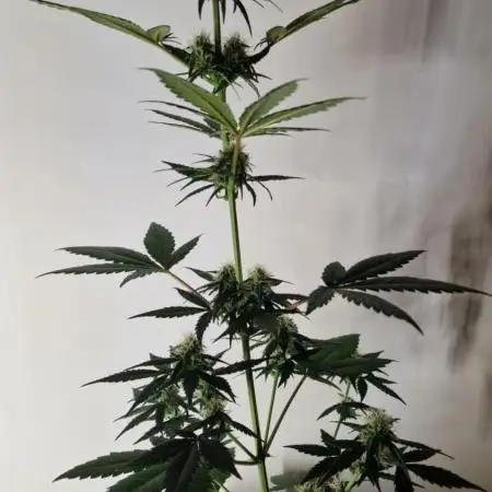 Exotic Seeds - Black Haze (Auto)