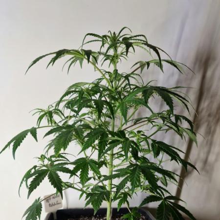 3Gorillas-SuperStrains-DutchFem-BSFSeeds