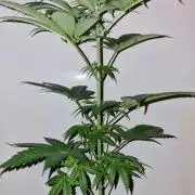 RipperSeeds - Washing Machine