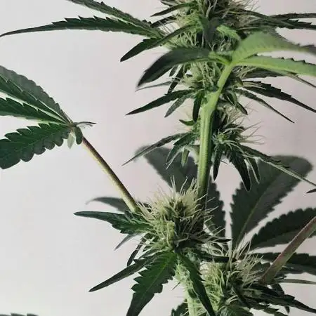 Ripper Seeds - Korenji