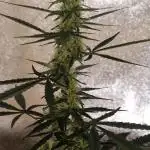 World of Seeds -  NEVILLE HAZE RYDER