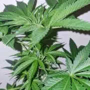 RipperSeeds - Washing Machine