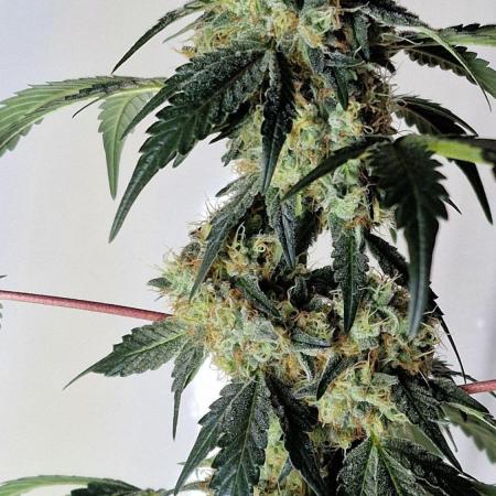 Ripper Seeds - Korenji