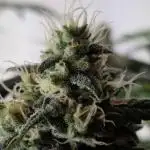 Sweet Seeds - Black Muffin F1