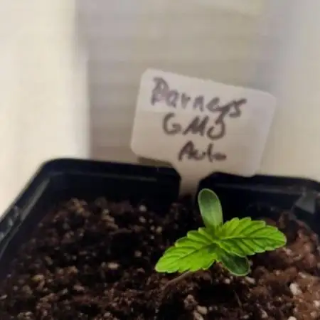 Barneys Farm - GMO Auto