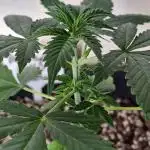 Barneys Farm - GMO Auto