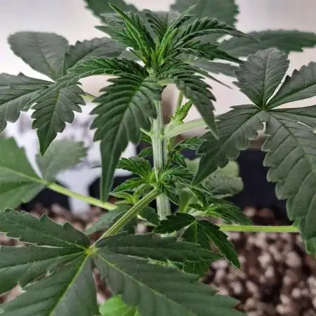 Barneys Farm - GMO Auto
