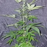 RipperSeeds - Washing Machine