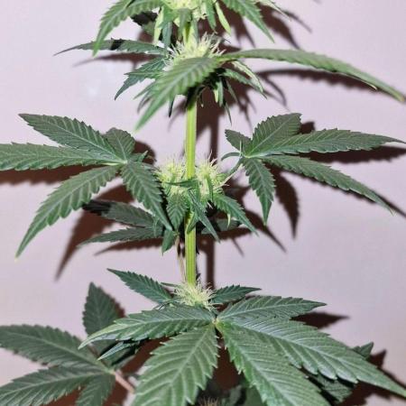 Exotic Seeds - Black Haze (Auto)