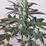 Sweet Seeds - Cream Caramel CBD