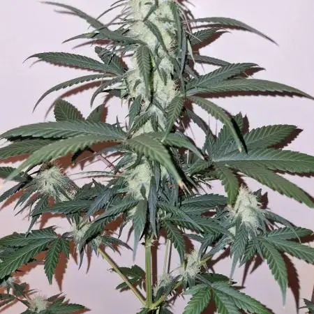 Sweet Seeds - Cream Caramel CBD