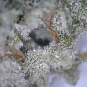 Barneys Farm - GMO Auto