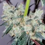 Sweet Seeds - Black Muffin F1