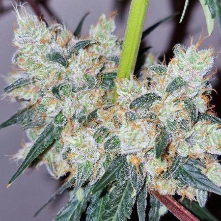 Sweet Seeds - Black Muffin F1