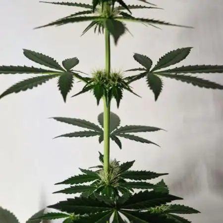 Barneys Farm - GMO Auto