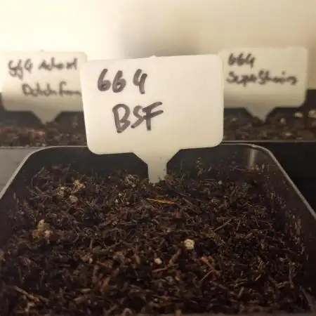 3Gorillas-SuperStrains-DutchFem-BSFSeeds