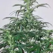 3Gorillas-SuperStrains-DutchFem-BSFSeeds