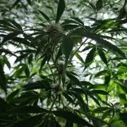 3Gorillas-SuperStrains-DutchFem-BSFSeeds