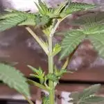 Ripper Seeds - Korenji