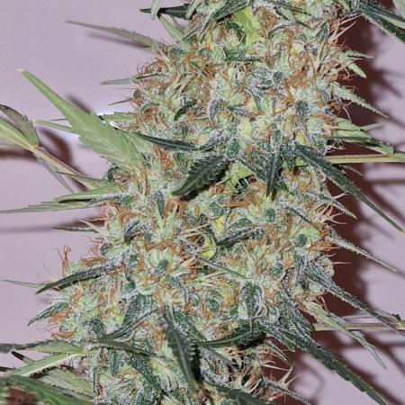 World of Seeds -  NEVILLE HAZE RYDER