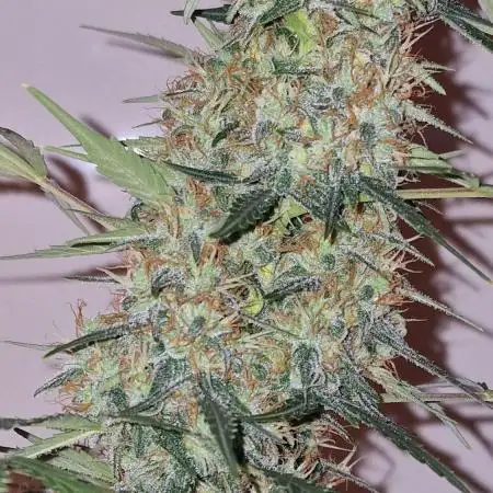 World of Seeds -  NEVILLE HAZE RYDER