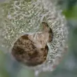World of Seeds -  NEVILLE HAZE RYDER