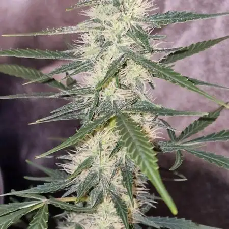 World of Seeds -  NEVILLE HAZE RYDER