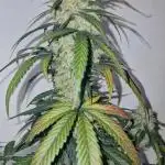 Sweet Seeds - Cream Caramel CBD