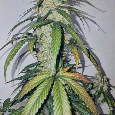 Sweet Seeds - Cream Caramel CBD