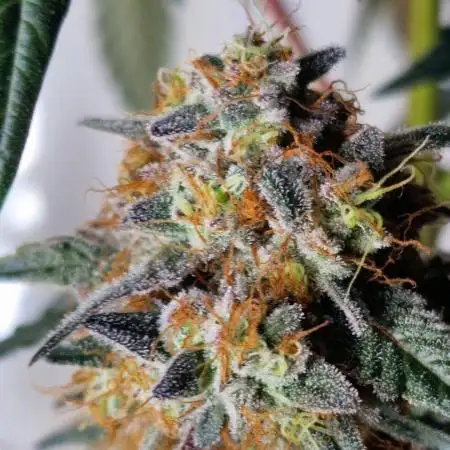 Ripper Seeds - Korenji