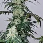 Sweet Seeds - Cream Caramel CBD