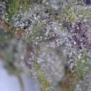 Exotic Seeds - Black Haze (Auto)