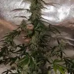 World of Seeds -  NEVILLE HAZE RYDER